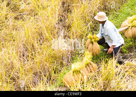 Agricoltore lavora nel campo di riso, Filippine. Foto Stock