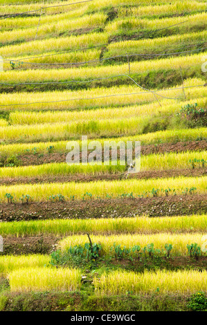 Maligcong terrazze di riso nelle Filippine. Foto Stock