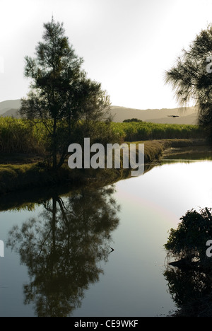 Coltivazione di canna da zucchero su un fiume, catturati al tramonto, nord del New South Wales, Australia Foto Stock