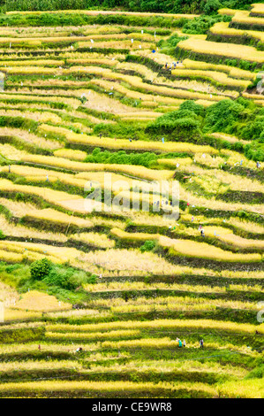 Maligcong terrazze di riso nelle Filippine. Foto Stock