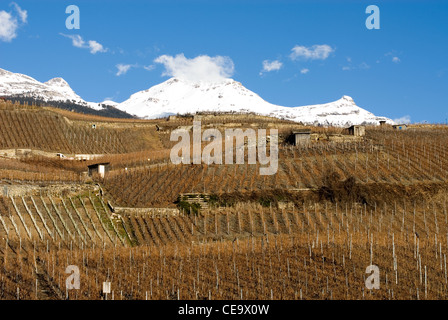 Una scena invernale di vigneti che crescono su ripidi fianchi terrazzati di una collina in Svizzera Foto Stock