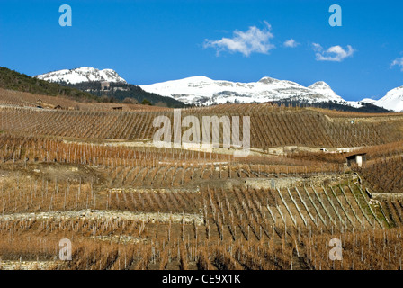 Una scena invernale di vigneti che crescono su ripidi fianchi terrazzati di una collina in Svizzera Foto Stock