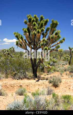 Enorme Joshua Tree nella foresta Foto Stock