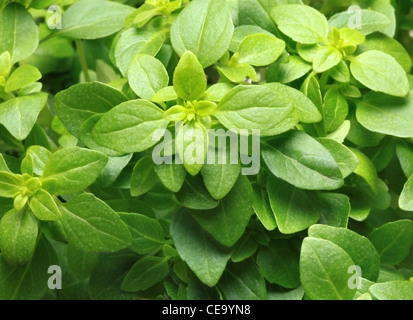 Pianta del basilico Foto Stock