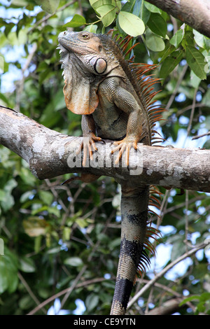 Maschio iguana verde o comune - Iguana Iguana iguana Foto Stock