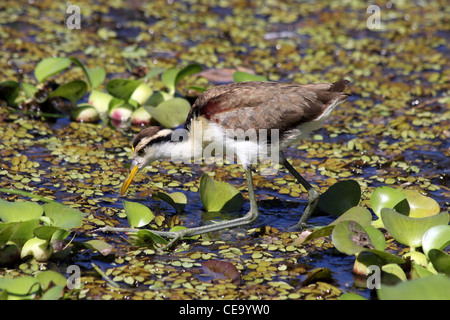 Northern Jaçana immaturo Jacana spinosa Foto Stock