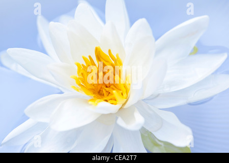 White Lotus Flower o ninfee galleggianti Foto Stock