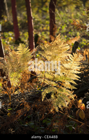 Licky Hills Country Park worcestershire Foto Stock