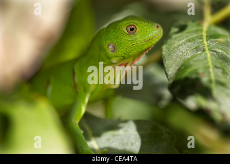 Baby verde (Iguana Iguana iguana) sulla banca del fiume Rupununi, Guyana, Sud America. Foto Stock