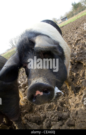 Una inquadratura ravvicinata di una razza rara a doppio spiovente maiale nel suo paddock fangoso Foto Stock