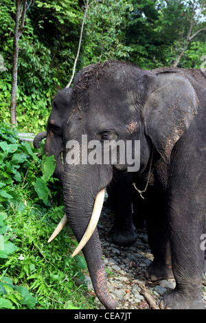 Sumatra bull elephant. Tangkahan, nel nord di Sumatra, Indonesia, Asia sud-orientale, Asia Foto Stock