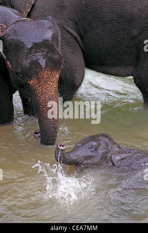 Elefanti di Sumatra un bagno in un fiume. Tangkahan, nel nord di Sumatra, Indonesia, Asia sud-orientale, Asia Foto Stock
