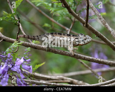 Oustalet maschio o gigante malgascio camaleonte, Furcifer oustaleti, Chamaeleonidae in un blu struttura Jacaranda, Jacaranda mimosifolia. Foto Stock