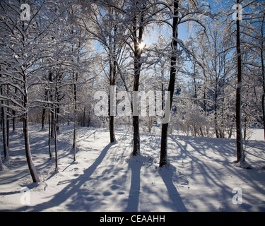 DE - Baviera: Winter Wonderland vicino a Bad Toelz Foto Stock