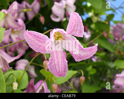 Rari 'comtesse de bouchard" viola e fiori bianchi Foto Stock