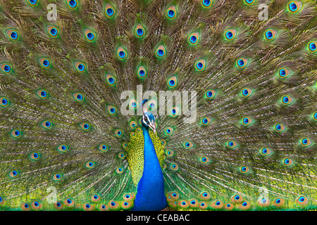 Peacock Yala National Park nello Sri Lanka Foto Stock