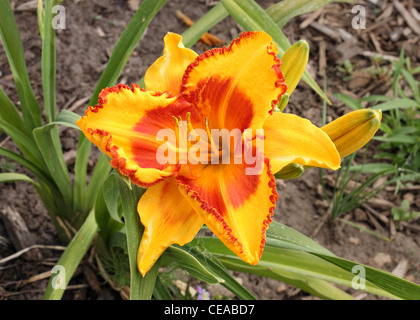 Bella arancio e giallo daylily crescendo in giardino Foto Stock