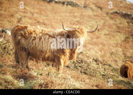 Un scozzese highland mucca. Foto Stock