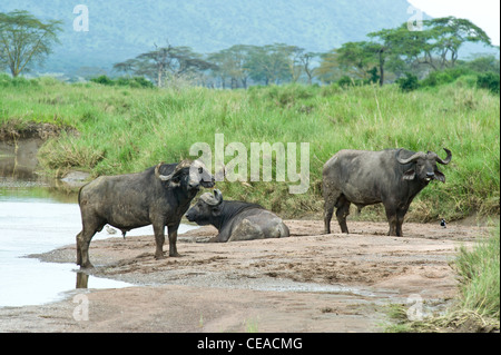 Buffaloes Syncerus caffer a Lake Magadi nel Serengeti, Tanzania Foto Stock