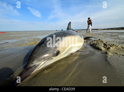 Filamento delfini comuni salvato su un Cape Cod beach in Brewster, Massachusetts. Cape dolphin arenamenti sono su questo inverno. Foto Stock