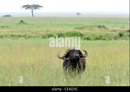 Buffalo Syncerus caffer a Lake Magadi nel Serengeti, Tanzania Foto Stock