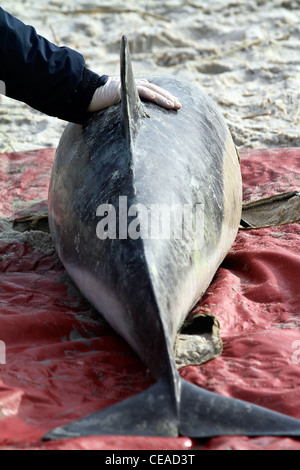 Filamento delfini comuni salvato su un Cape Cod beach in Brewster, Massachusetts. Cape dolphin arenamenti sono su questo inverno. Foto Stock