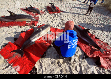 Filamento delfini comuni salvato su un Cape Cod beach in Brewster, Massachusetts. Cape dolphin arenamenti sono su questo inverno. Foto Stock