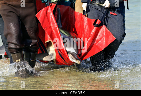 Filamento delfini comuni salvato su un Cape Cod beach in Brewster, Massachusetts. Cape dolphin arenamenti sono su questo inverno. Foto Stock