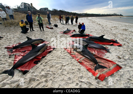 Filamento delfini comuni salvato su un Cape Cod beach in Brewster, Massachusetts. Cape dolphin arenamenti sono su questo inverno. Foto Stock