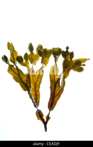 Wrack della vescica (Fucus vesiculosus) alghe - a Loch Fleet riserva naturale Foto Stock