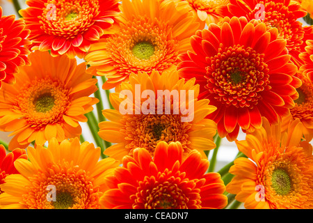 Flaming colori di giallo e gerbere rosse Foto Stock