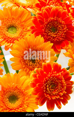 Flaming colori di giallo e gerbere rosse Foto Stock