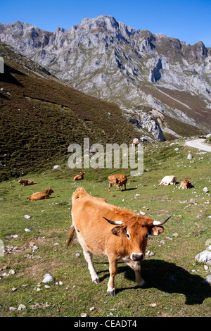 Le mucche in Picos de Europa Foto Stock