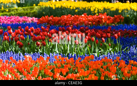 Tulipani colorati e comune giacinto d'uva in primavera Foto Stock