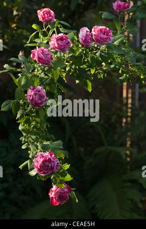 La succursale con molto profumata rose storico "Ferdinand Pichard' - bianco, rosa e rosso striped roses in serata sole Foto Stock