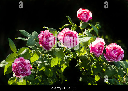 La succursale con molto profumata rose storico "Ferdinand Pichard' - bianco, rosa e rosso striped roses in serata sole Foto Stock