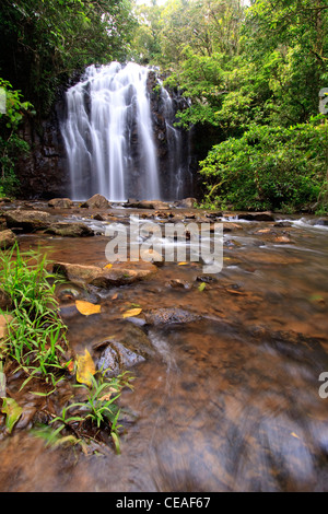 Ellinjaa cade è uno di una serie di belle cascate sul southern altopiano di Atherton, estremo Nord Queensland, Australia Foto Stock