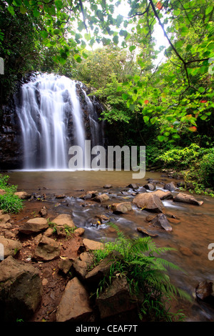 Ellinjaa cade è uno di una serie di belle cascate sul southern altopiano di Atherton, estremo Nord Queensland, Australia Foto Stock