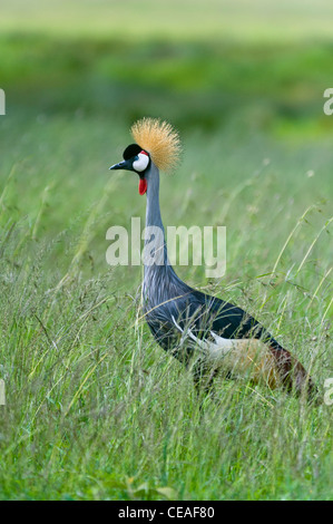 East African Grey Crowned Crane (Balearica regulorum gibbericeps ) a Seronera nel Serengeti, Tanzania Foto Stock