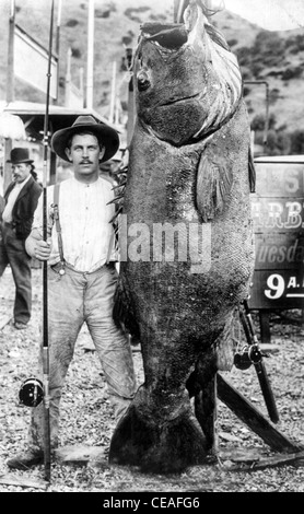 Edward Llewellen con il mondo Record Black Sea Bass, che ha catturato (425 libbre), a Isola Catalina, California, e il agosto 26, 1903 Foto Stock