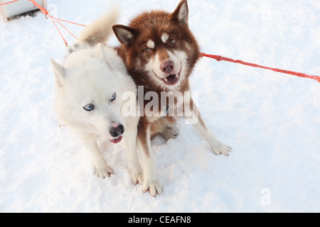 Due siberian husky tirando una slitta, orizzontale Foto Stock