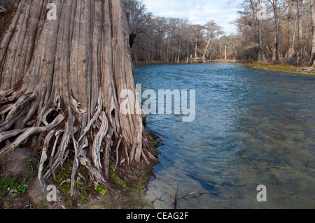 Solido, giant tronco del cipresso calvo tree, Taxodium distichum vicino a Santa Fe river, Florida, Stati Uniti, Stati Uniti d'America, America del Nord Foto Stock