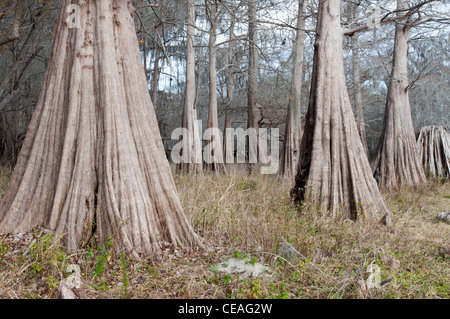 Solido, giant tronco del cipresso calvo tree, Taxodium distichum vicino a Santa Fe river, Florida, Stati Uniti, Stati Uniti d'America, America del Nord Foto Stock