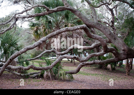 Enormi rami contorti di Live Oak, Quercus virginiana, vicino al faro di St Augustine, Florida, Stati Uniti. Foto Stock