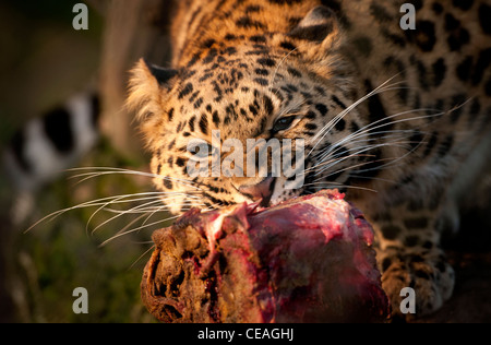 Femmina di Amur leopard mangiare carne Foto Stock