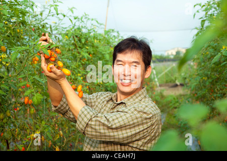 La mezza età asian l'agricoltore che detiene il pomodoro per la sua azienda Foto Stock