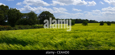 Colture di cereali agricoltura warwickshire Midlands England Regno Unito Foto Stock