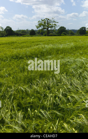 Colture di cereali agricoltura warwickshire Midlands England Regno Unito Foto Stock