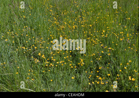 Colture di cereali agricoltura warwickshire Midlands England Regno Unito Foto Stock