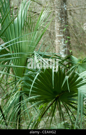 Saw palmetto, Serenoa repens, crescente selvatici a Ichetucknee Springs State Park, Florida, Stati Uniti d'America, Stati Uniti Foto Stock